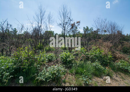 Yateley Gemeinsame, Hampshire, UK, drei Monate nach einem Heide Feuer Stockfoto