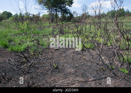 Yateley Gemeinsame, Hampshire, UK, drei Monate nach einem Heide Feuer Stockfoto