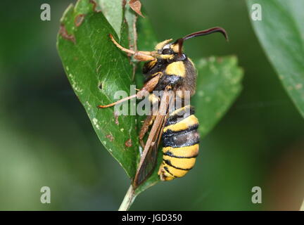 Europäische Hornet Moth oder Hornet Clearwing (Sesia Apiformis), eine Tag-aktive Motte imitiert eine große Biene oder Hornisse. Stockfoto