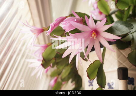 Schöne rosa blühende Weihnachtskaktus Schlumbergera genießen die Sonne durch Glasfenster auf Pflanzen Sonnentag.  Blumen öffnen und schließen wieder jeden Tag. Stockfoto