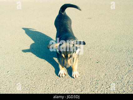 Kleine lustige Hund streckt sich auf dem asphalt Stockfoto