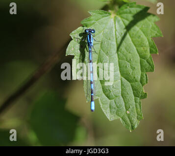 Enallagma cyathigerum Stockfoto