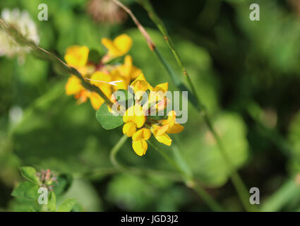 Lotus pedunculatus Stockfoto