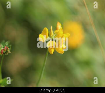 Lotus pedunculatus Stockfoto