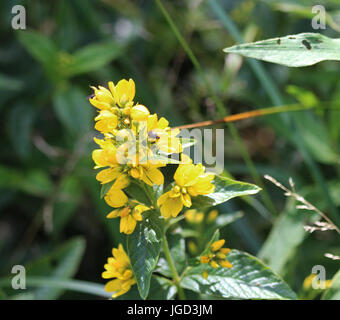 Lotus pedunculatus Stockfoto