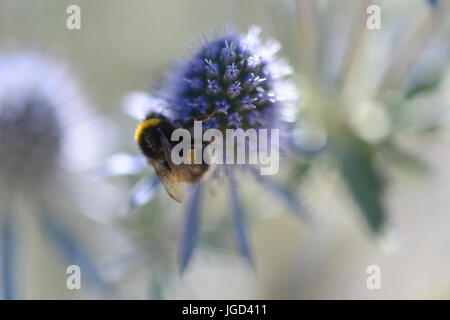 Biene ernährt sich von Nektar ein Eryngium auch bekannt als Eryngo und Amethyst Sea holly Stockfoto