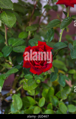 Red Rose, rote Rosen, Rose, Rosen, Nickel and Nickel, Oakville, Napa Valley, Napa County, Kalifornien, USA, Nordamerika Stockfoto