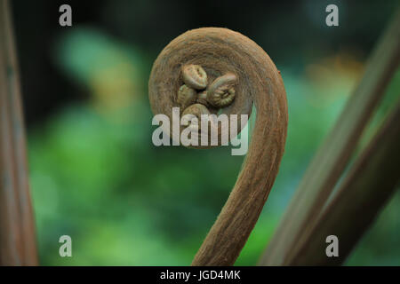 Neues keimhaft Farn Blatt Stockfoto