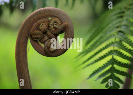 Neues keimhaft Farn Blatt Stockfoto