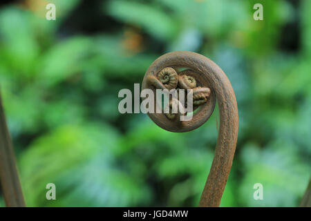 Neues keimhaft Farn Blatt Stockfoto