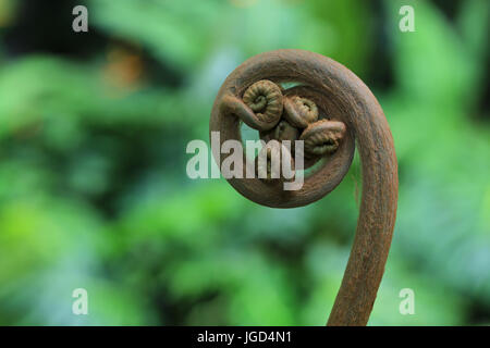 Neues keimhaft Farn Blatt Stockfoto