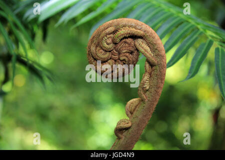 Neues keimhaft Farn Blatt Stockfoto