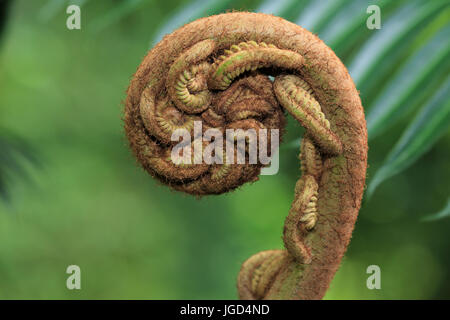 Neues keimhaft Farn Blatt Stockfoto