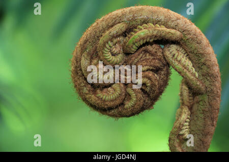 Neues keimhaft Farn Blatt Stockfoto