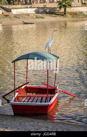 Silberreiher und kleines Boot in Huacachina Oase - Ica, Peru Stockfoto