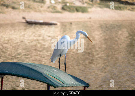 Silberreiher und kleines Boot in Huacachina Oase - Ica, Peru Stockfoto