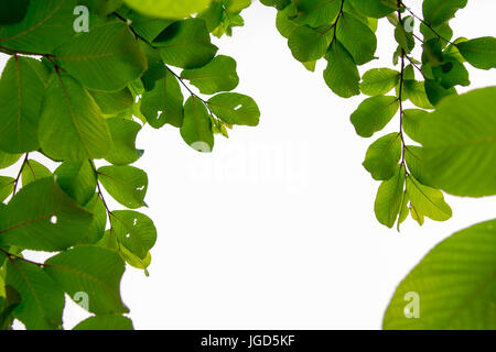 Zweige und Blätter auf einem weißen Hintergrund. Stockfoto