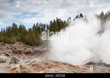 Steamboat Geyser, Rücken-Becken, Norris Geyser Basin im Yellowstone National Park Stockfoto