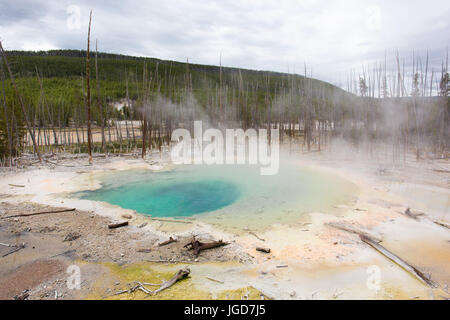 Zisterne Frühling, Rücken-Becken, Norris Geyser Basin, Yellowstone-Nationalpark Stockfoto