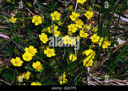 Italien, Veneto Voralpen, Hochebene von Asiago. Butterblumen. Stockfoto