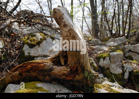 Italien, Veneto Voralpen, Hochebene von Asiago. Ein Stein gelegt auf eine geschnittene Wurzel markiert den Weg. Stockfoto