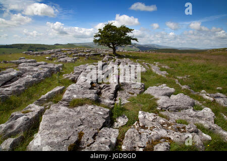 Winskill Steinen und einsamer Baum auf Kalkstein Pflaster, North Yorkshire Dales Stockfoto