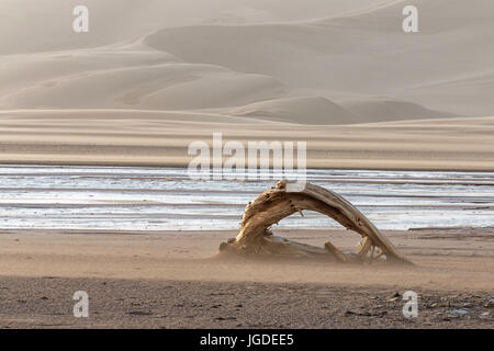 Ein Stück Treibholz entlang des Baches Medano ist angeschlagen durch Sand weht.  Great Sand Dunes National Park, Colorado. Stockfoto