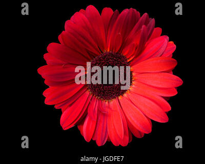 rote Blume auf schwarzem Hintergrund Stockfoto