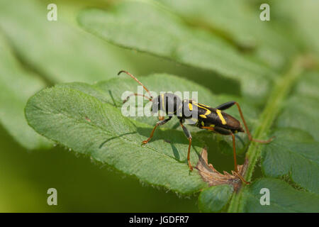 Nahaufnahme von einer Wespe Käfer (Clytus Arietis) auf ein Farn. Auf einem grünen Hintergrund isoliert. Stockfoto
