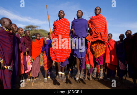 Kenia, MASAI MARA - 19. Juli 2011: Der Mann aus einem Stamm Masai zeigt rituelle Sprünge. Stockfoto