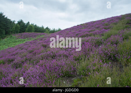 Blick über Ambersham Common in den South Downs National Park im Sommer mit lila Heidekraut und sanften Hügeln Stockfoto