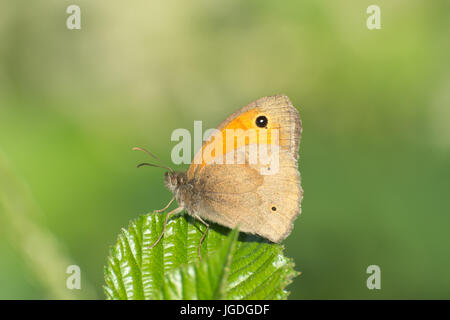 Nahaufnahme der Wiese braun Schmetterling (Maniola Jurtina) auf Bramble Blatt im warmen Abendlicht Stockfoto