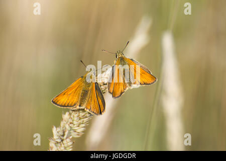 Nahaufnahme von zwei kleinen Skipper Schmetterlinge (Thymelicus Sylvestris) thront auf Grass Stamm Stockfoto