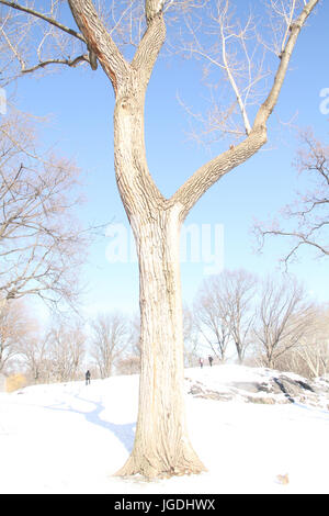 Central Park, New York, Vereinigte Staaten von Amerika Stockfoto