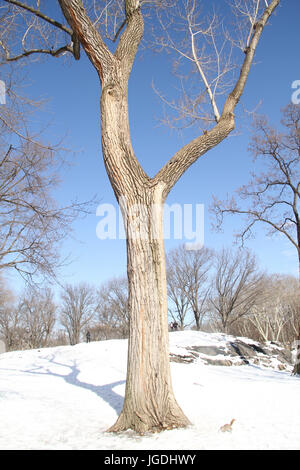 Central Park, New York, Vereinigte Staaten von Amerika Stockfoto