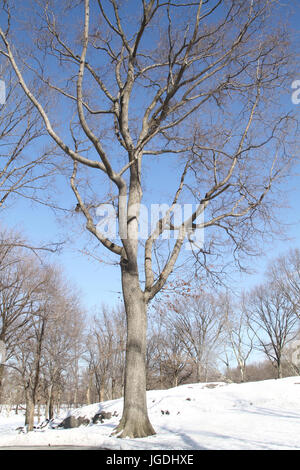 Central Park, New York, Vereinigte Staaten von Amerika Stockfoto