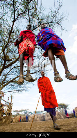 Kenia, MASAI MARA - 19. Juli 2011: Der Mann aus einem Stamm Masai zeigt rituelle Sprünge. Stockfoto