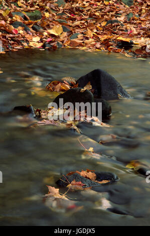 Powdermill laufen, Powdermill Nature Reserve, Pennsylvania Stockfoto