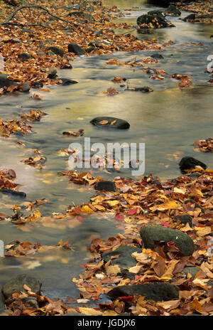 Powdermill laufen, Powdermill Nature Reserve, Pennsylvania Stockfoto