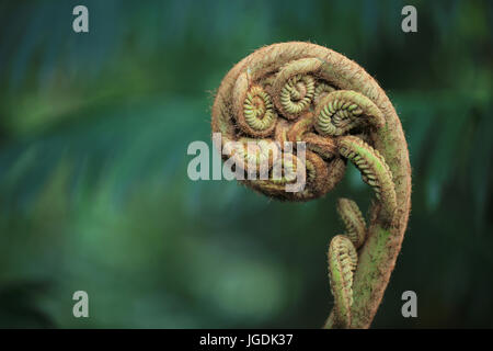 Neues keimhaft Farn Blatt Stockfoto