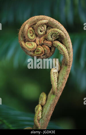 Neues keimhaft Farn Blatt Stockfoto