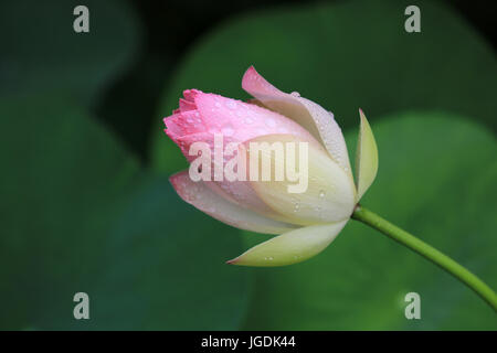 Rosa Lotusblume, Hawaii Stockfoto