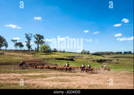 Tacuarembo, Uruguay - 25. Oktober 2012: Gauchos (südamerikanischen Cowboys) die Herde zu sammeln und fahren sie in den Korral. Gaucho ist ein Wohnsitz o die Sou Stockfoto