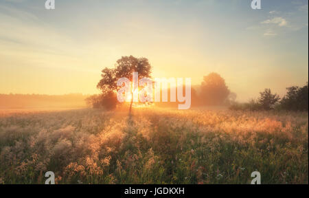 Morgen im Herbst Szene. Bunte Herbst Sonnenaufgang auf Wiese. Hellen Sonnenstrahlen glänzen am Morgen Feld. Stockfoto