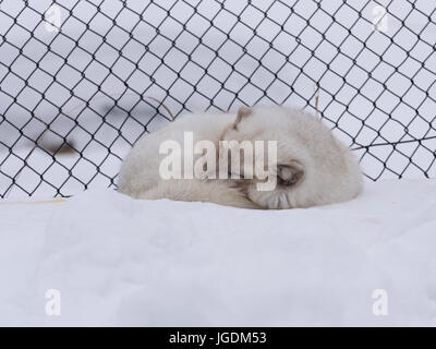 Cute White Fox schlafen auf Schnee im winter Stockfoto