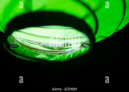 Gecko warten auf Insekten in eine grüne Lampe, Gili Air, Lombok, Indonesien Stockfoto