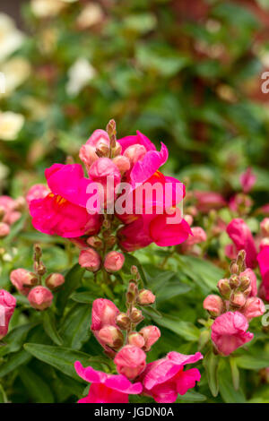 Antirrhinum majus, Snapdragon Blume, Dorset, Großbritannien Stockfoto