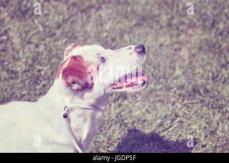 Farbe getönt Bildniss eines jungen Jack Russell Terrier. Stockfoto