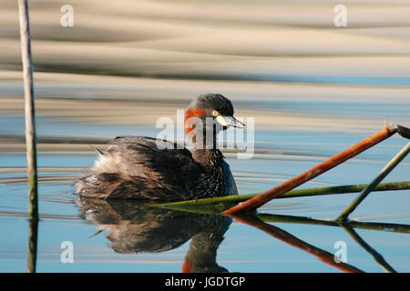 Neuhollandtaucher, Perth, Westaustralien, West Australien Stockfoto