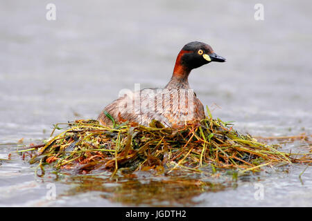 Neuhollandtaucher, Perth, Westaustralien, West Australien Stockfoto